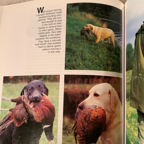 🔥4/$25🔥Labrador retrievers manual - Picture 8 of 9